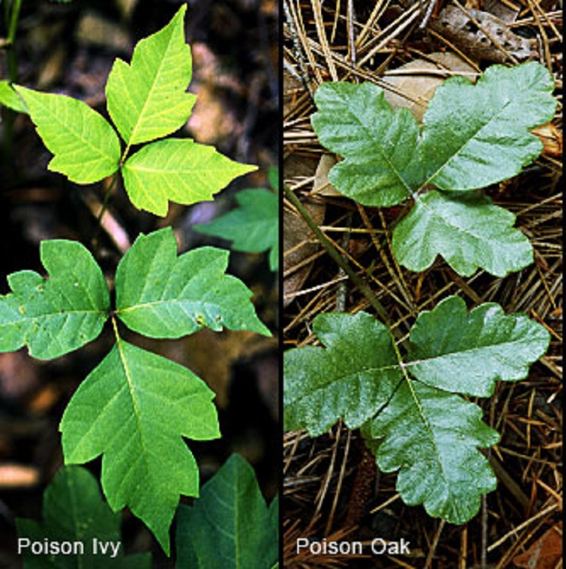 Poison Ivy and Poison Oak leaves